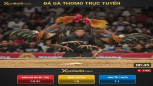 Luật Chơi Đá Gà Thomo Mới Nhất Cần Nắm Tại Xocdia88